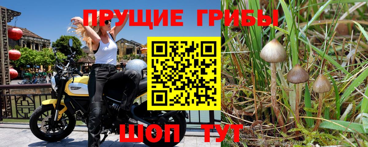 Галлюциногенные грибы Magic Shrooms  Вход с VPN  как найти закладки  Петрозаводск 
