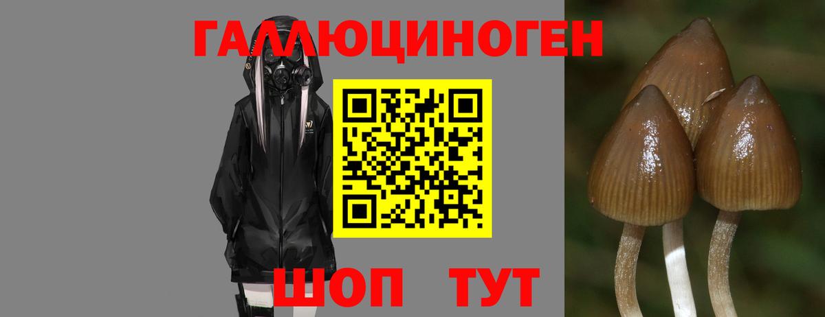 Псилоцибиновые грибы GOLDEN TEACHER Петрозаводск